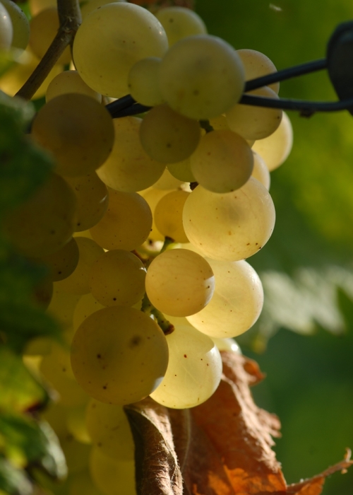 weisser Heunisch ANT 0509 (13)